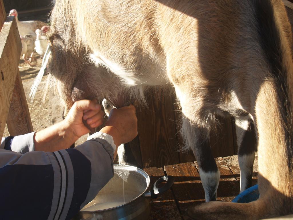 Medny Dvor Farm Stay Medna ภายนอก รูปภาพ
