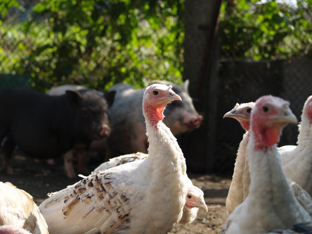 Medny Dvor Farm Stay Medna ภายนอก รูปภาพ